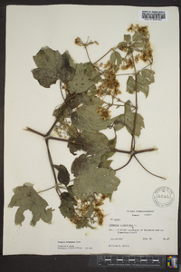 Clematis catesbyana image