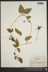 Clematis crispa image