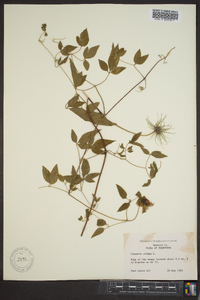 Clematis crispa image