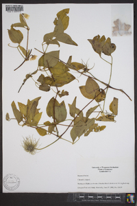 Clematis crispa image