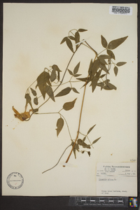 Clematis crispa image