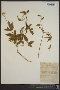 Clematis crispa image