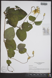 Clematis glaucophylla image