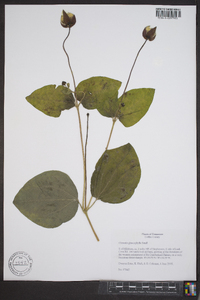 Clematis glaucophylla image