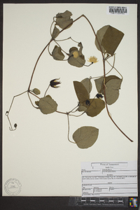 Clematis glaucophylla image