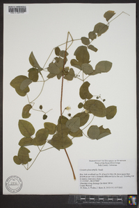 Clematis glaucophylla image