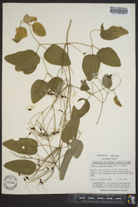 Clematis dioscoreifolia image