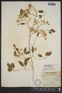 Clematis dioscoreifolia image