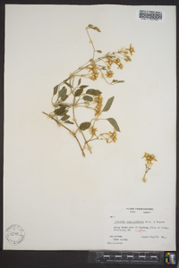 Clematis dioscoreifolia image