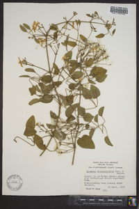 Clematis dioscoreifolia image