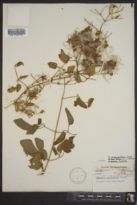 Clematis dioscoreifolia image