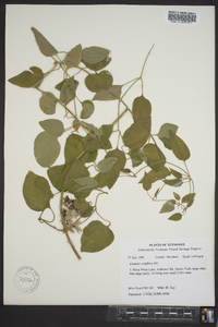 Clematis terniflora image