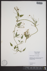 Clematis terniflora image