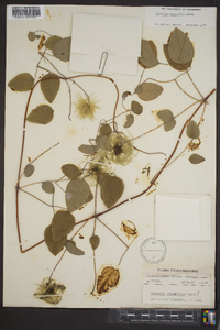 Clematis versicolor image