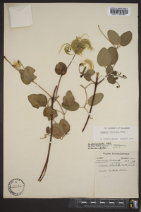 Clematis versicolor image