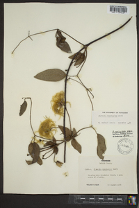 Clematis versicolor image