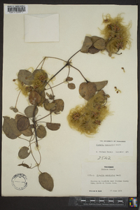 Clematis versicolor image