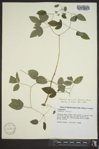 Clematis versicolor image