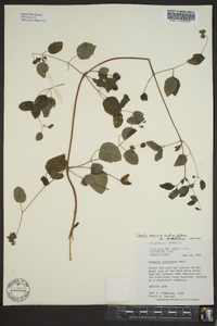 Clematis versicolor image