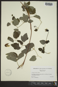 Clematis versicolor image