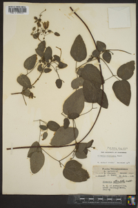 Clematis versicolor image