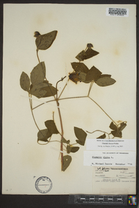 Clematis viorna image