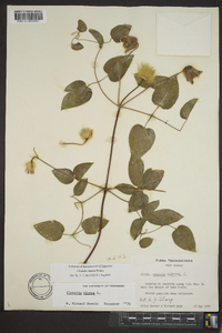 Clematis viorna image