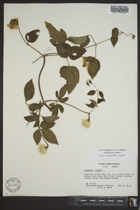 Clematis viorna image