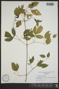 Clematis viorna image