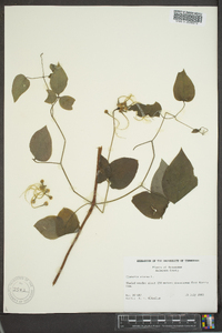 Clematis viorna image