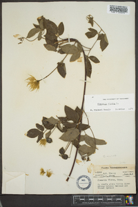 Clematis viorna image