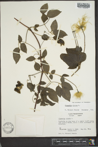 Clematis viorna image