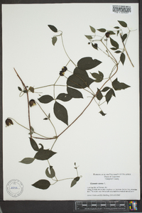 Clematis viorna image