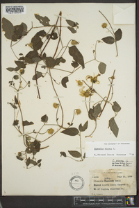 Clematis viorna image