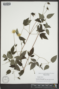 Clematis viorna image