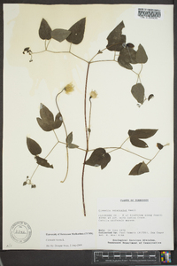 Clematis viorna image