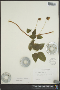 Clematis viorna image