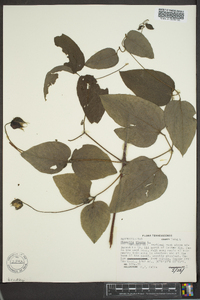 Clematis viorna image