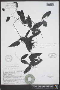 Clematis viorna image