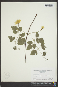 Clematis viorna image