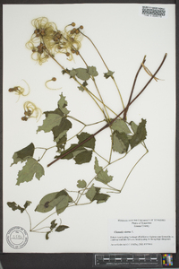 Clematis viorna image