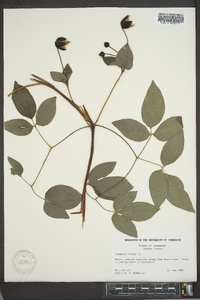 Clematis viorna image