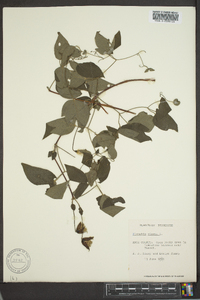 Clematis viorna image