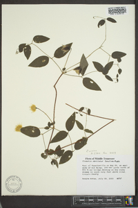 Clematis viorna image