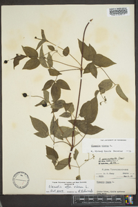 Clematis viorna image