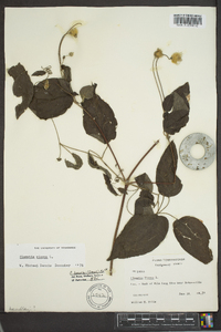 Clematis viorna image