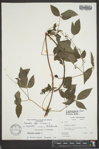 Clematis viorna image