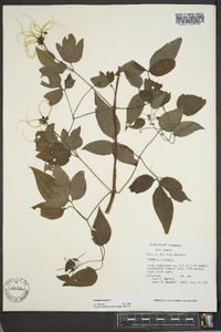 Clematis viorna image