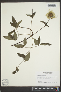 Clematis viorna image