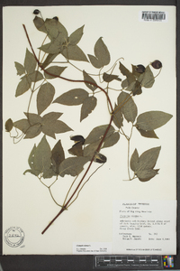 Clematis viorna image